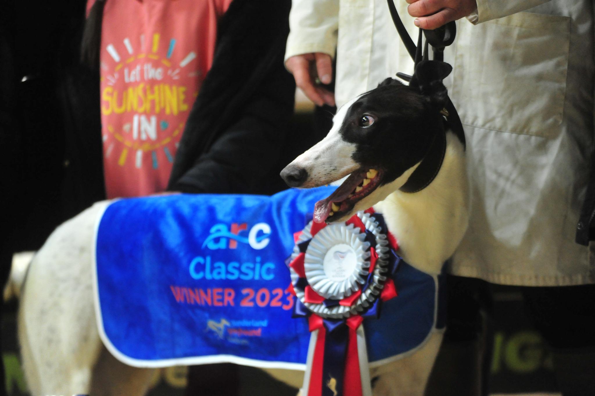 A greyhound racing champion aims to win the final competition of the year