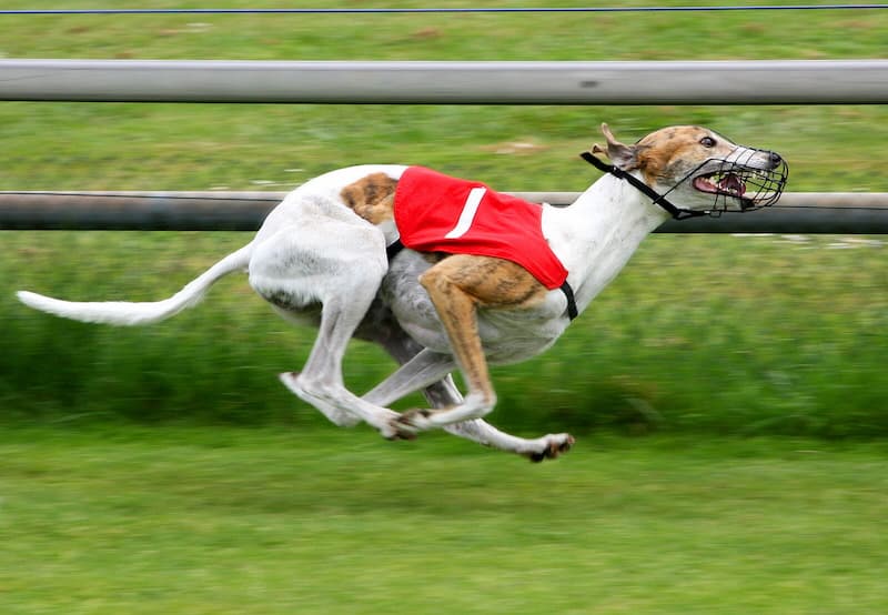 Racing Hounds: Varieties and Their Distinctive Traits