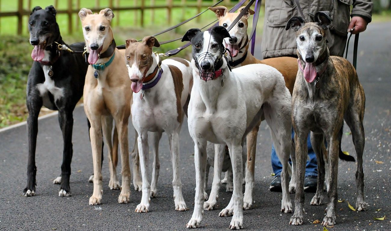 Guidelines for maintaining racing dogs in British kennels