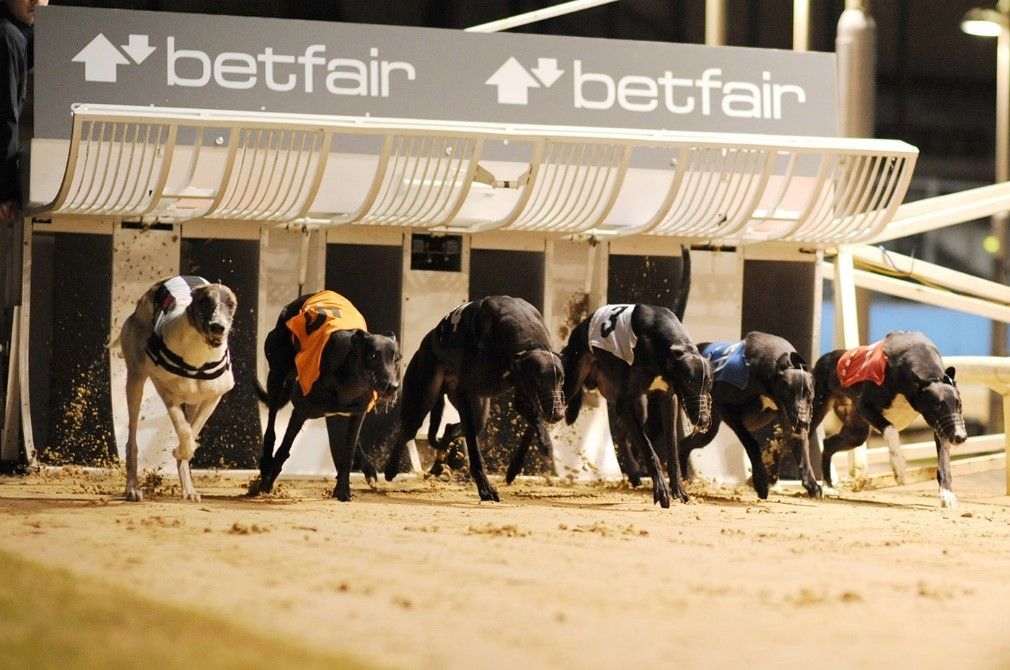 Greyhound racing: how the races are held