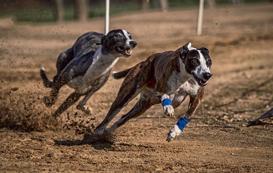 Pustoy the Greyhound Defeats Newinn Sid in Sussex Competitions