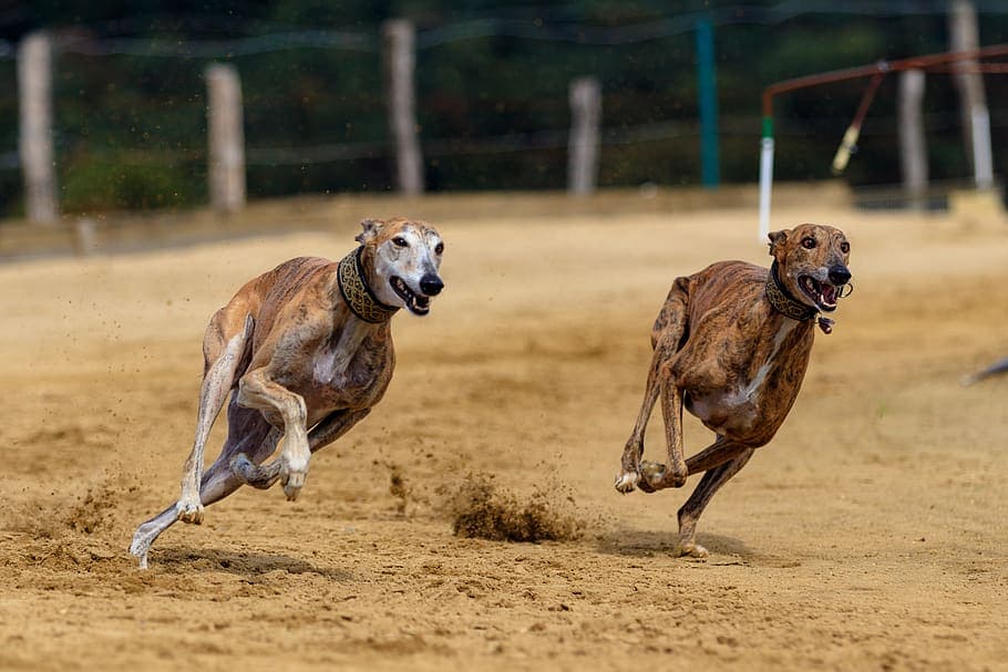 Greyhound Swift Silly Emerges as the Fastest in PGR All England Cup
