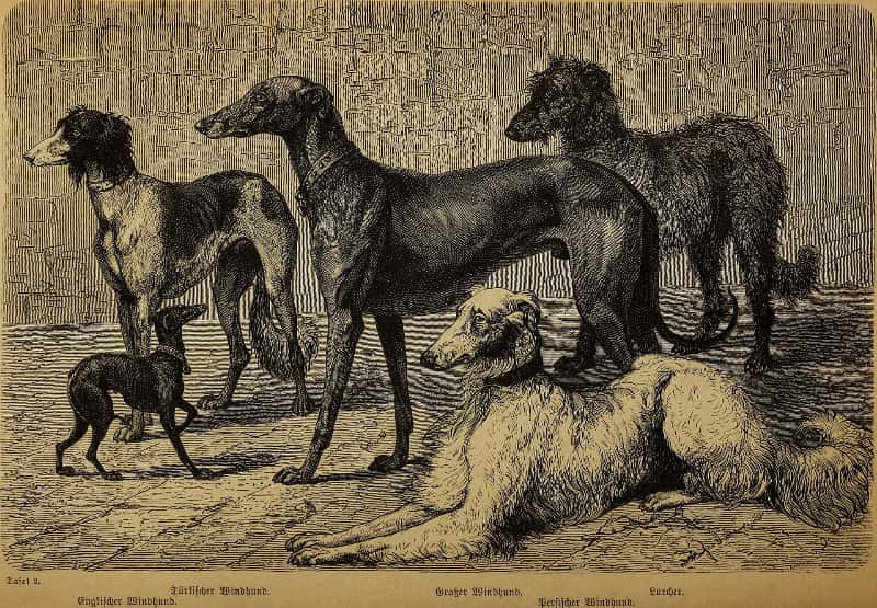 The Evolution of Greyhound Racing - From Ancient Rome to London