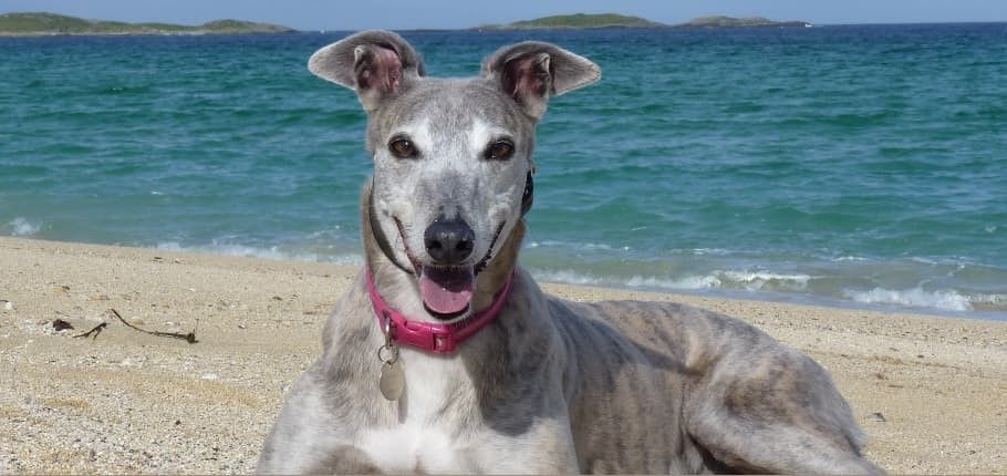 Greyhound Adoption Programme: Rescue and the Achilles Heel of Greyhound Racing