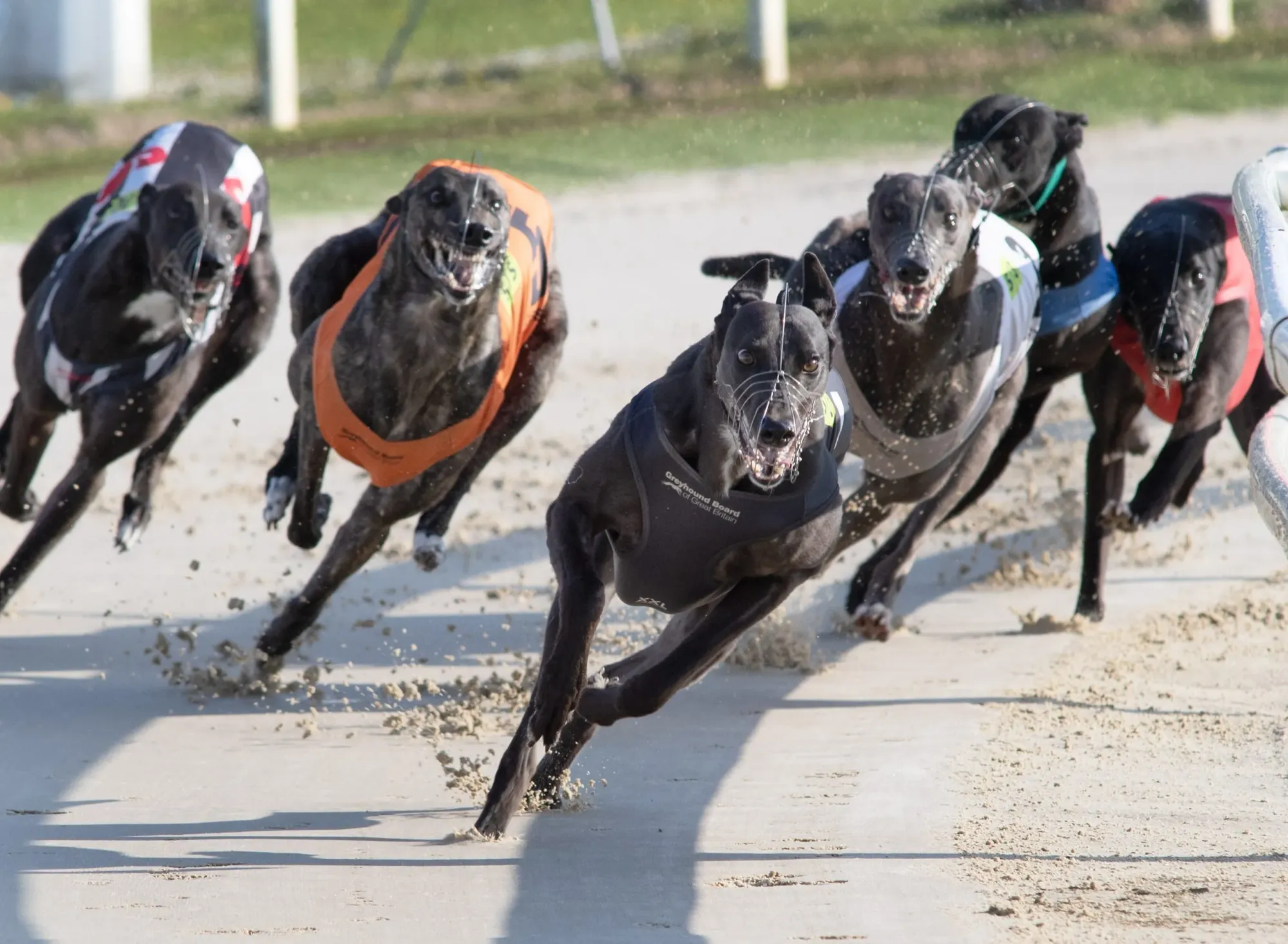 Early Betting Frenzy for Boylesports Irish Greyhound Derby