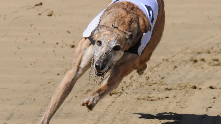 Greyhound Racing Icon Skate On A Legacy of Triumph and Impact
