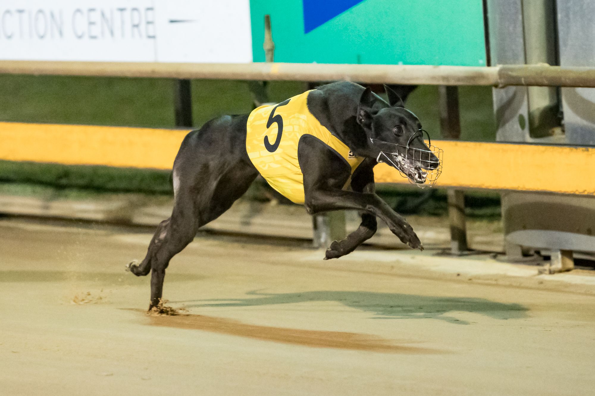 Hopkins Retires From Greyhound Racing