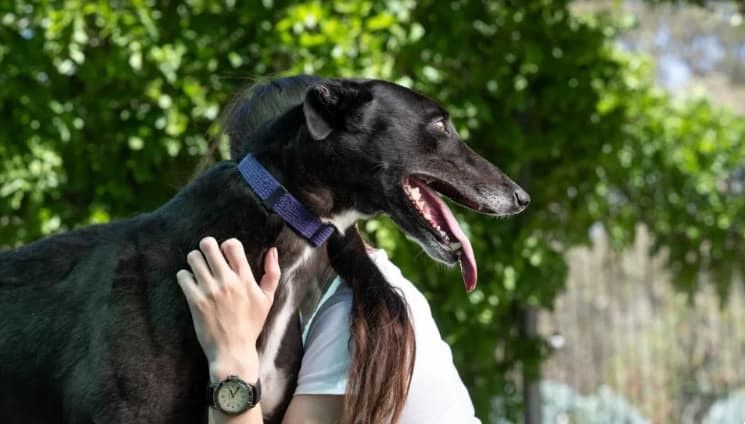 Greyhounds Find a Second Chance in Australian Women's Prison Adoption Program