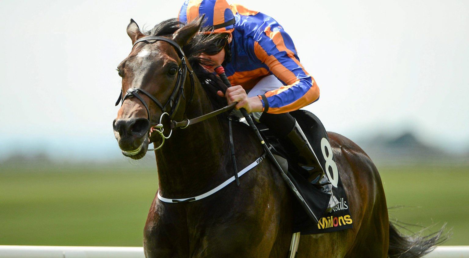 A Dream To Share Targets Repeat Victory at Dublin Racing Festival