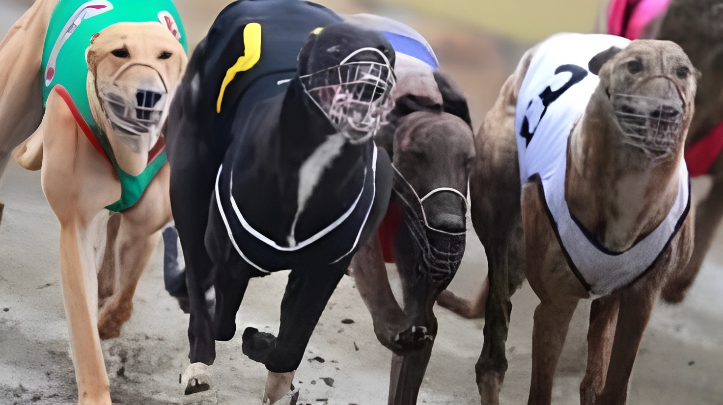 Greyhound Racing in New Zealand