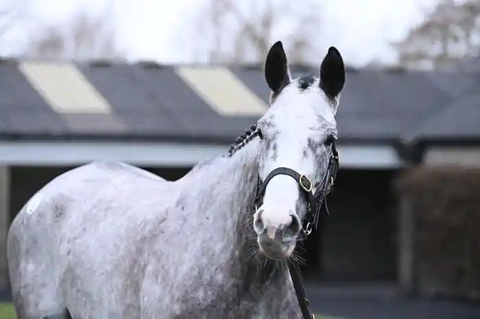 Caldwell Potter secures €740,000 sale, heads towards Paul Nicholls' stable
