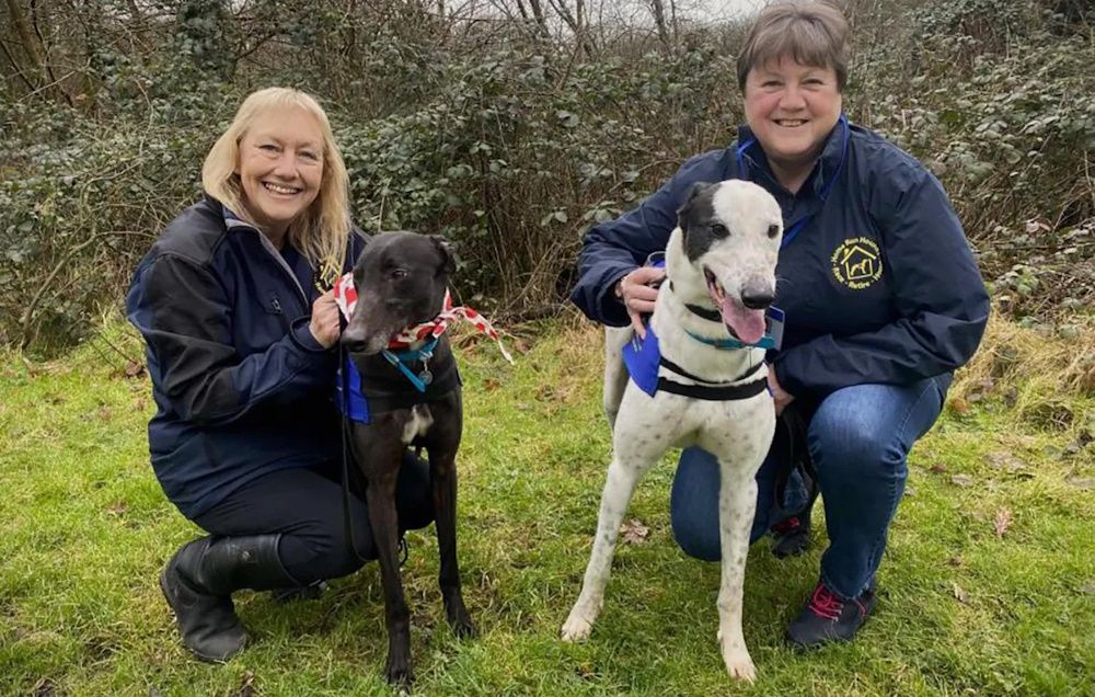 New Shenstone Kennels Expand Greyhound Rehoming Efforts
