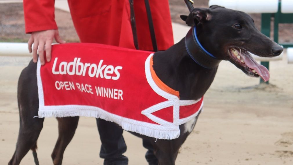 Icemans Girl triumphs as Omuircheartaigh sets the pace in Monmore Puppy Derby