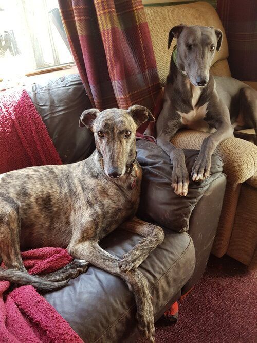 Greyhounds in foster care. Source: alfiesdreamforgreyhounds