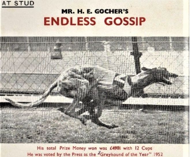 Endless Gossip: A Legend in Greyhound Racing