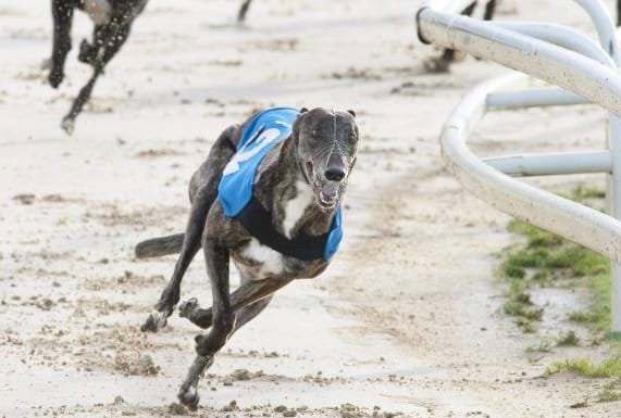 Greyhound Racing Track Coverage