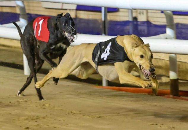 Classification of Greyhound Racing in the United Kingdom