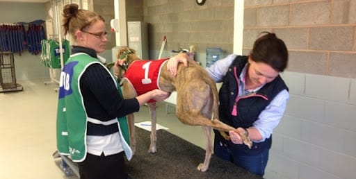 Dog veterinary. Source: http://shepparton.grv.org.au/2015/10/20/shepparton-leaps-hounds/